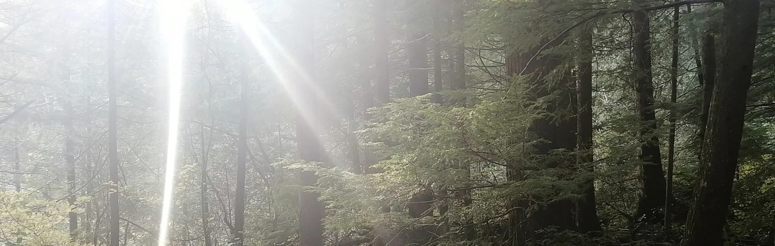 From Veganuary to Vegan Living: The Essential Online Resources for a Sustainable Lifestyle