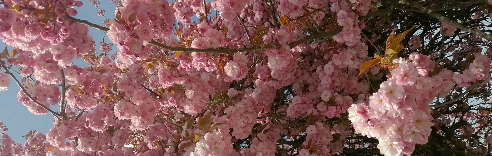 Cherry Blossom Season Updates Have Arrived!